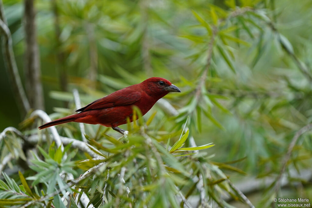 Tooth-billed Tanager male adult