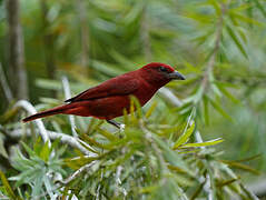 Tooth-billed Tanager