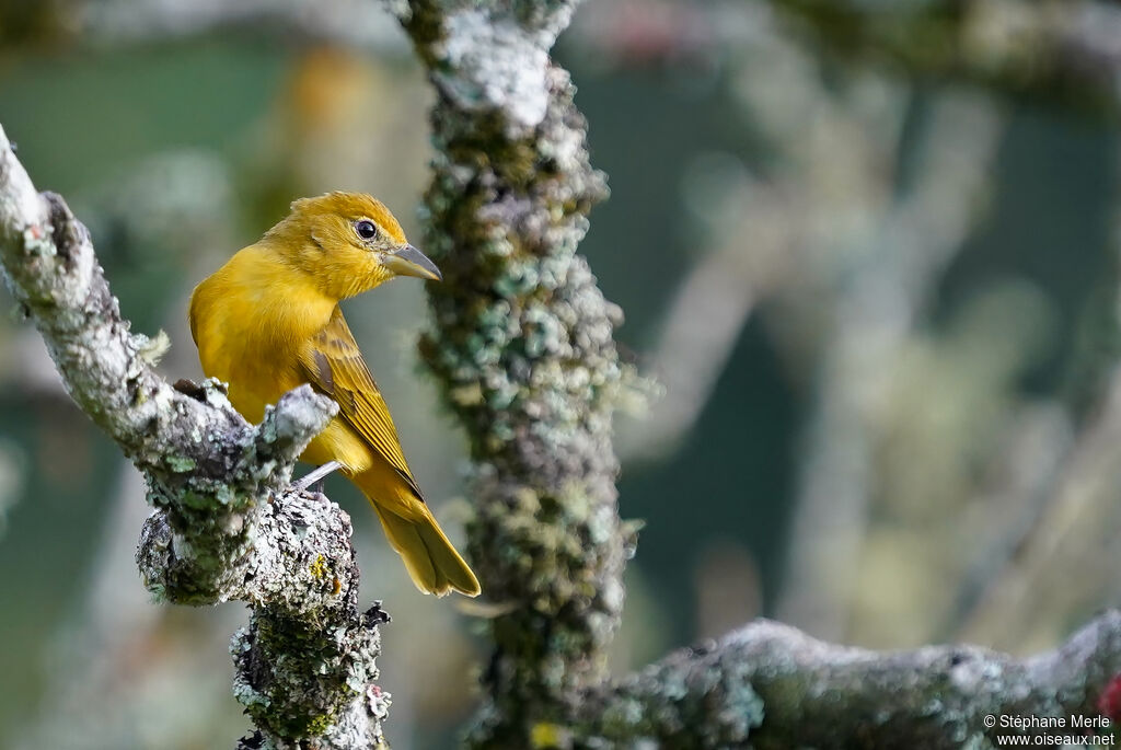 Tooth-billed Tanager female adult