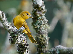 Tooth-billed Tanager