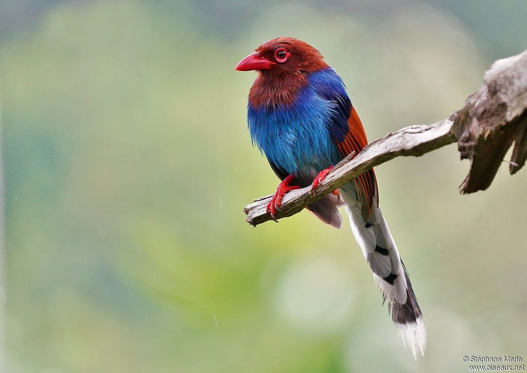 Sri Lanka Blue Magpieadult