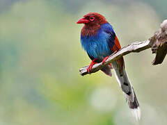 Sri Lanka Blue Magpie