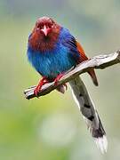 Sri Lanka Blue Magpie