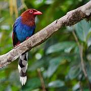 Sri Lanka Blue Magpie