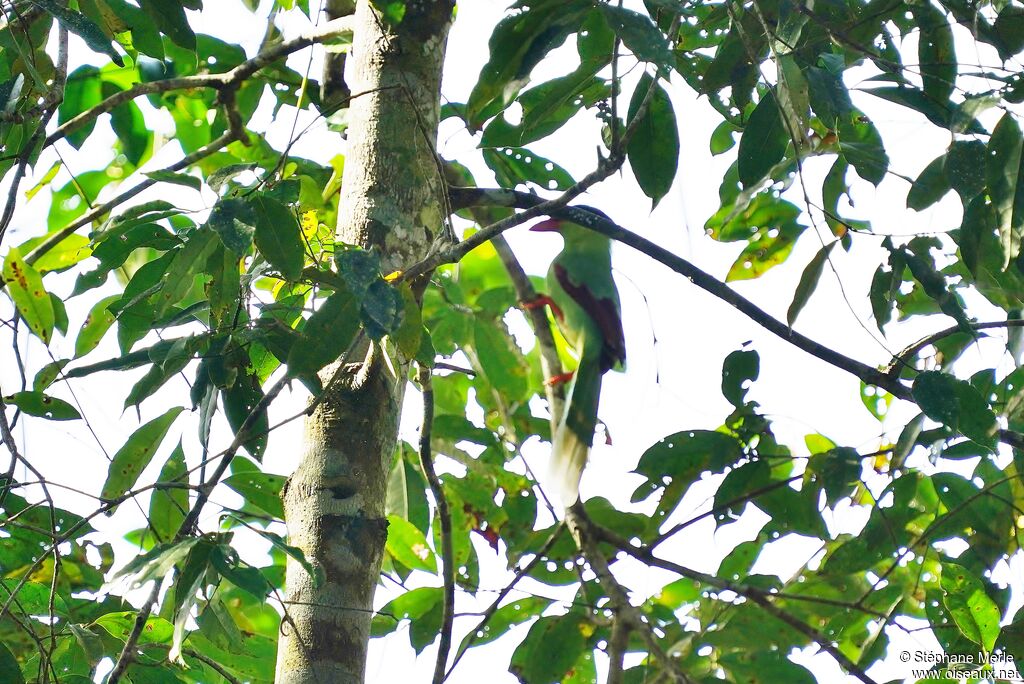 Common Green Magpieadult