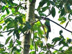 Common Green Magpie