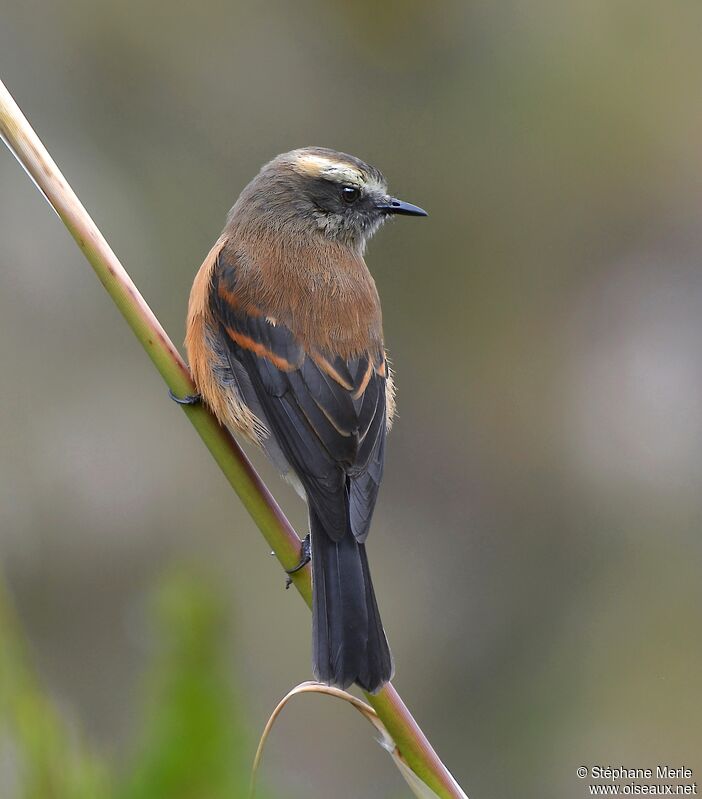 Brown-backed Chat-Tyrantadult