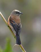 Brown-backed Chat-Tyrant