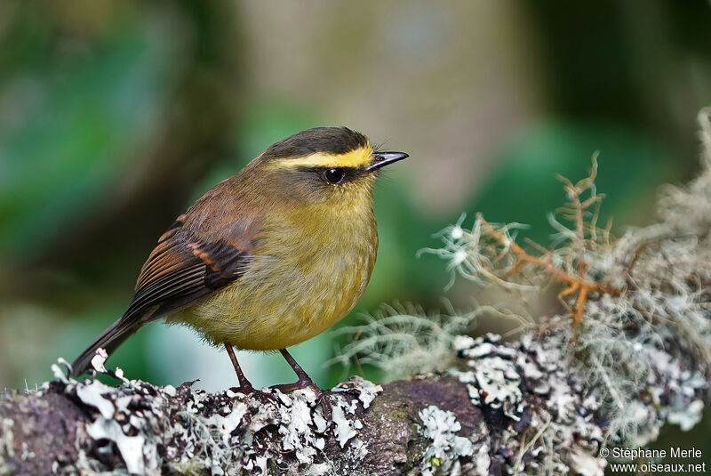 Yellow-bellied Chat-Tyrantadult
