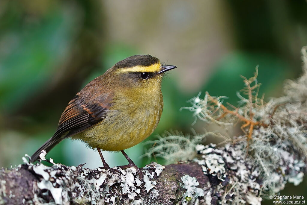 Yellow-bellied Chat-Tyrantadult