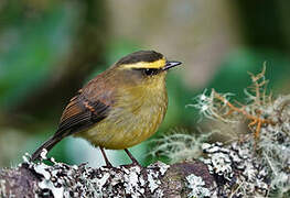 Yellow-bellied Chat-Tyrant