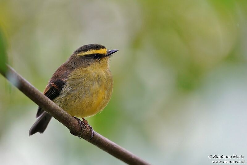 Yellow-bellied Chat-Tyrantadult