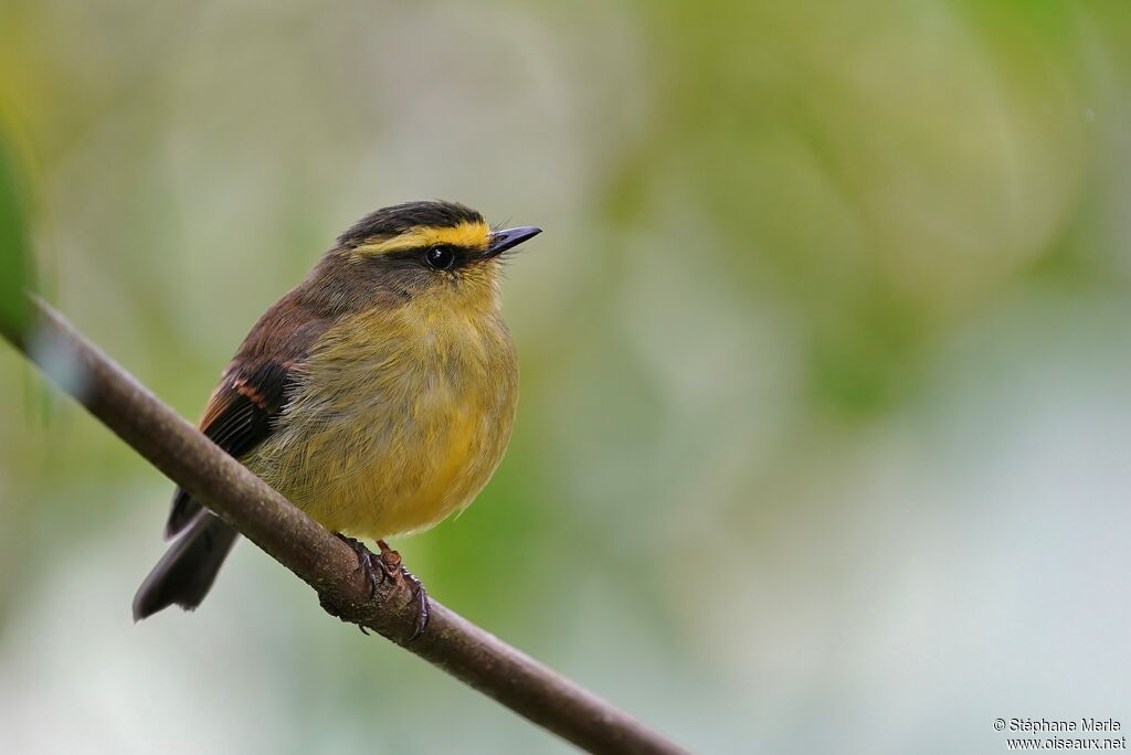 Yellow-bellied Chat-Tyrantadult