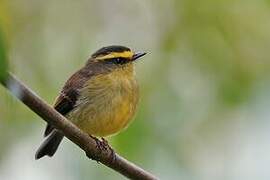 Yellow-bellied Chat-Tyrant