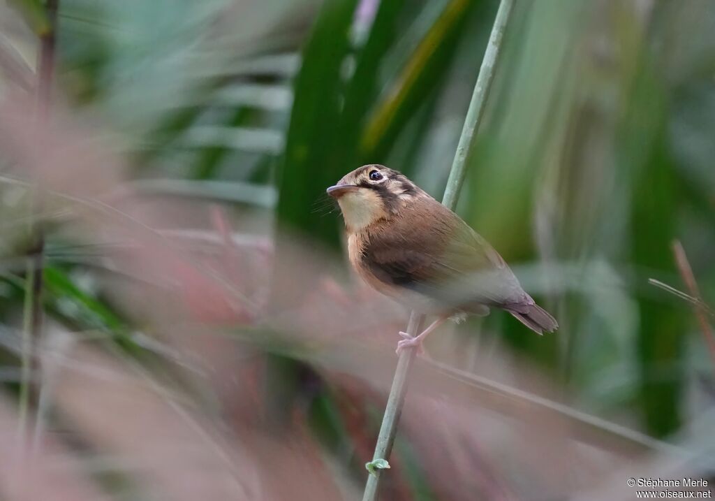 White-throated Spadebilladult