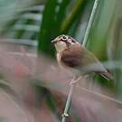 Platyrhynque à moustaches