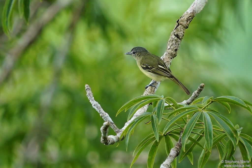 Platyrhynque poliocéphaleadulte