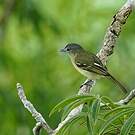 Platyrhynque poliocéphale