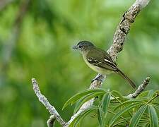 Grey-crowned Flatbill