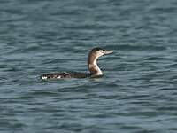 Plongeon imbrin