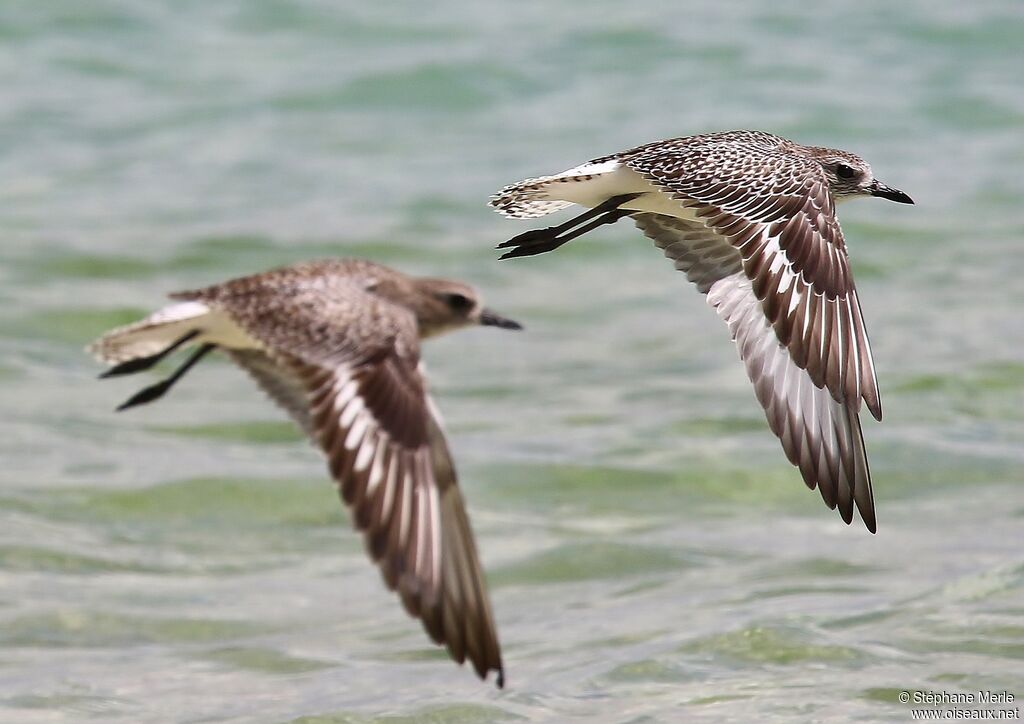 Grey Ploveradult post breeding