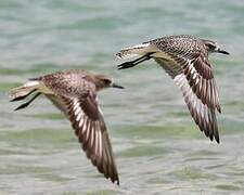 Grey Plover