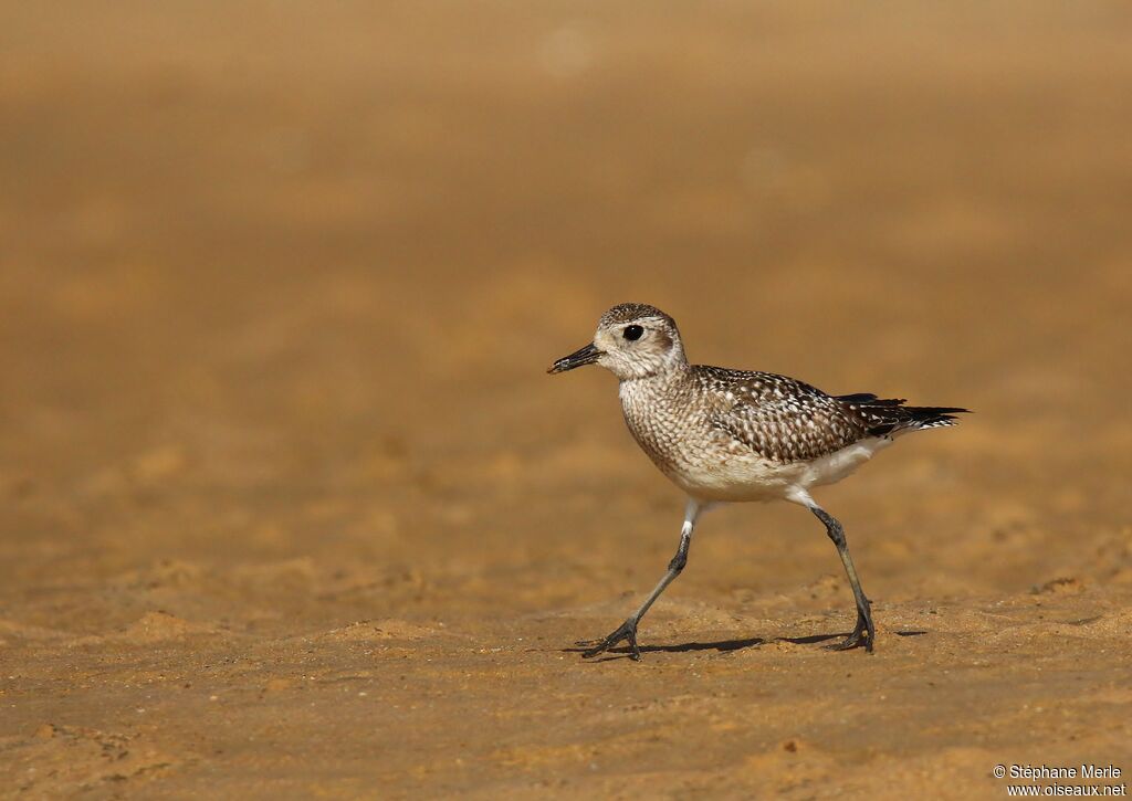 Grey Ploveradult post breeding