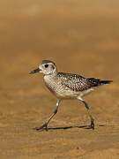 Grey Plover