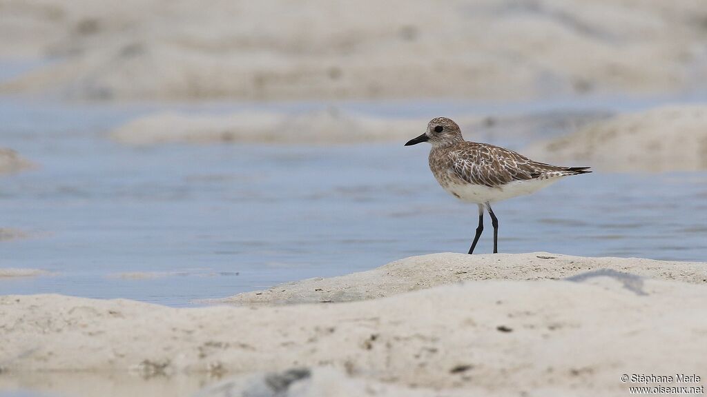 Grey Plover