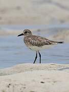 Grey Plover