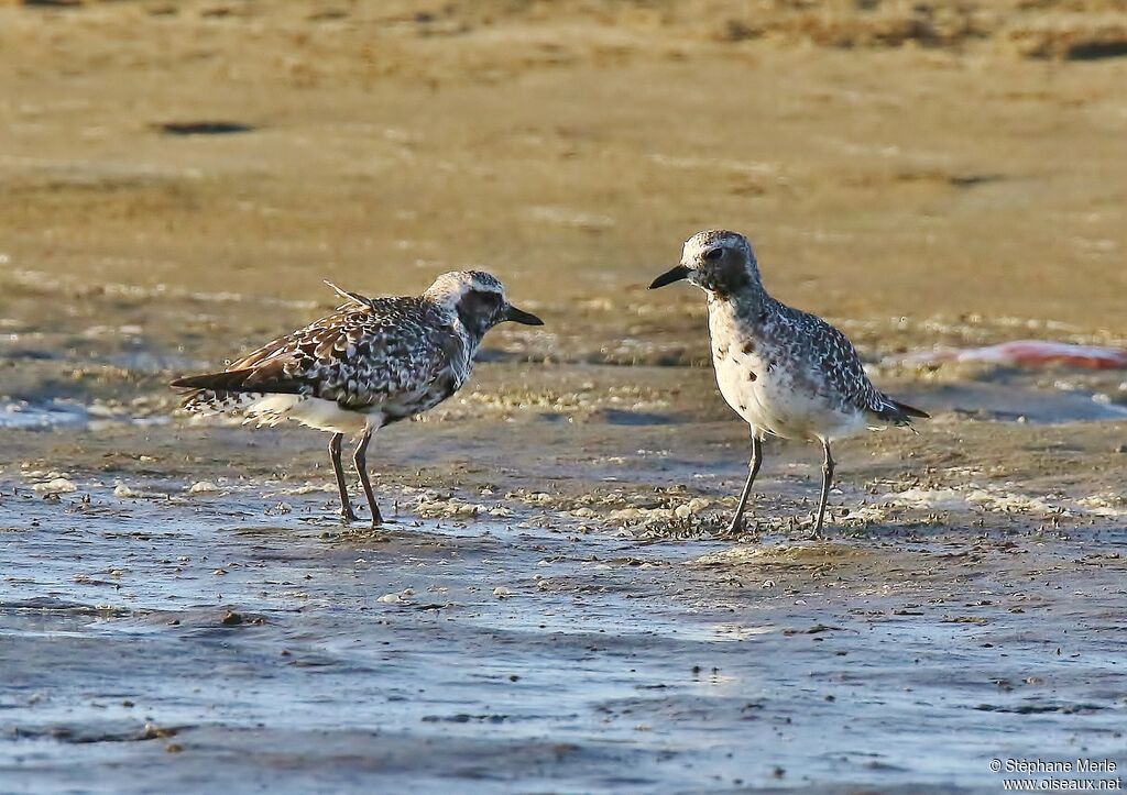 Grey Plover