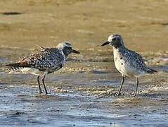 Grey Plover