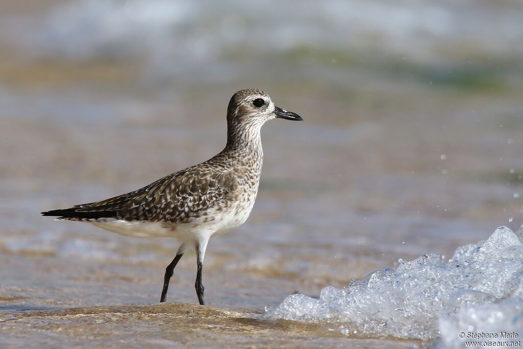 Grey Plover