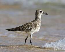 Grey Plover