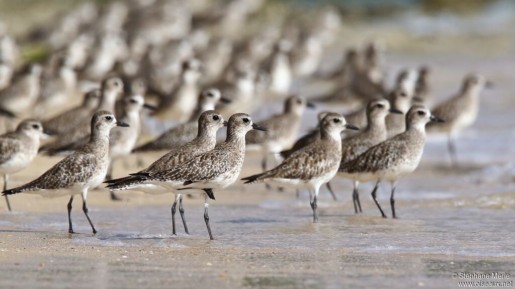 Grey Plover