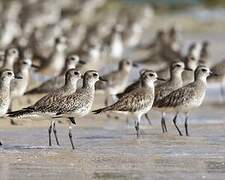 Grey Plover