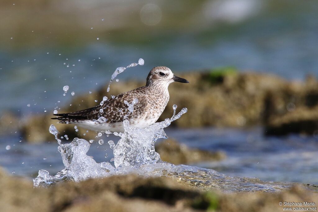 Grey Plover