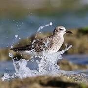 Grey Plover