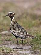 European Golden Plover