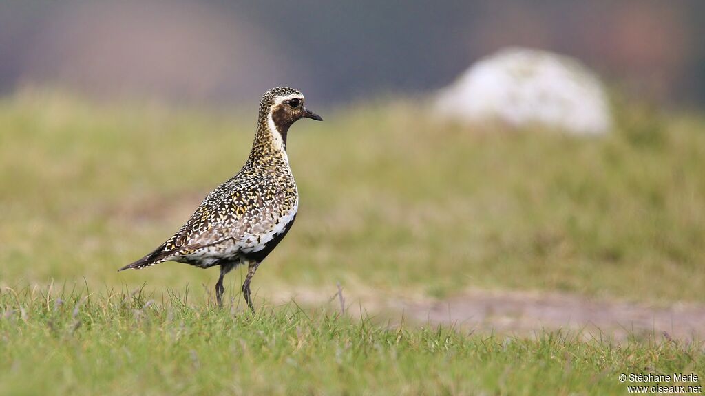 European Golden Plover