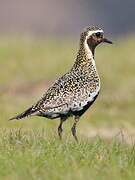 European Golden Plover