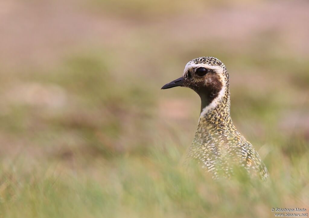 European Golden Ploveradult