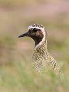 European Golden Plover