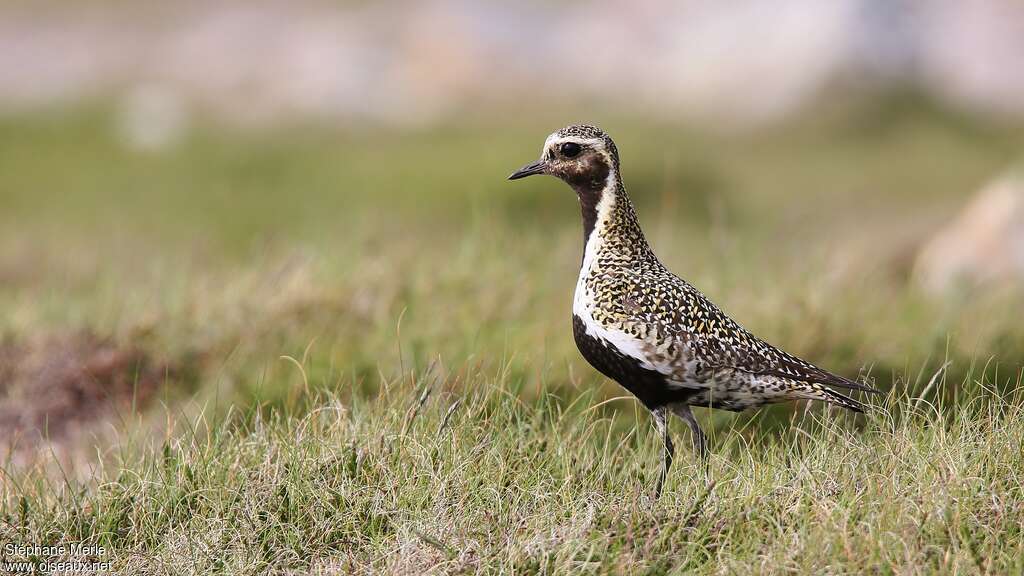 European Golden Plover male adult breeding, identification