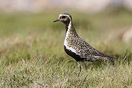 European Golden Plover