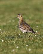 European Golden Plover