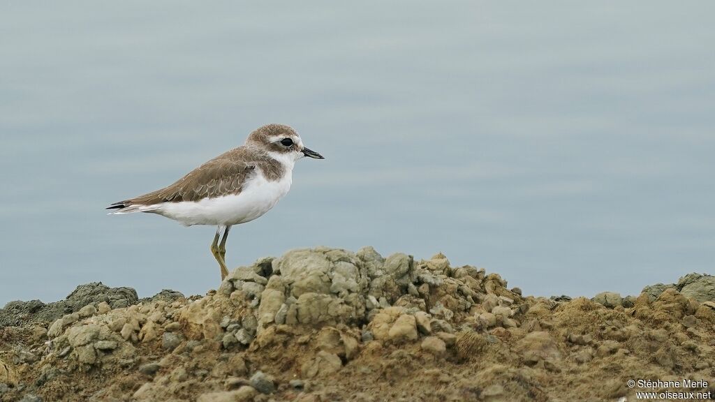 Tibetan Sand Ploveradult post breeding