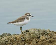 Tibetan Sand Plover