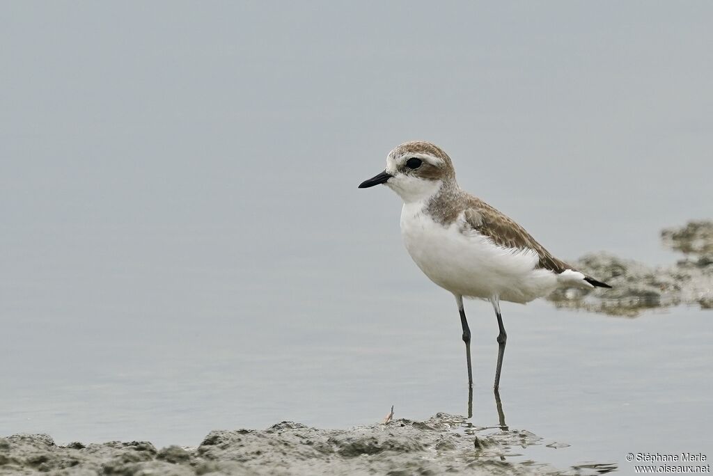 Tibetan Sand Plover