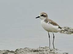 Tibetan Sand Plover